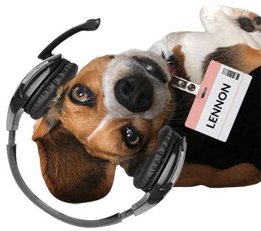 Beagle wearing telophone headset